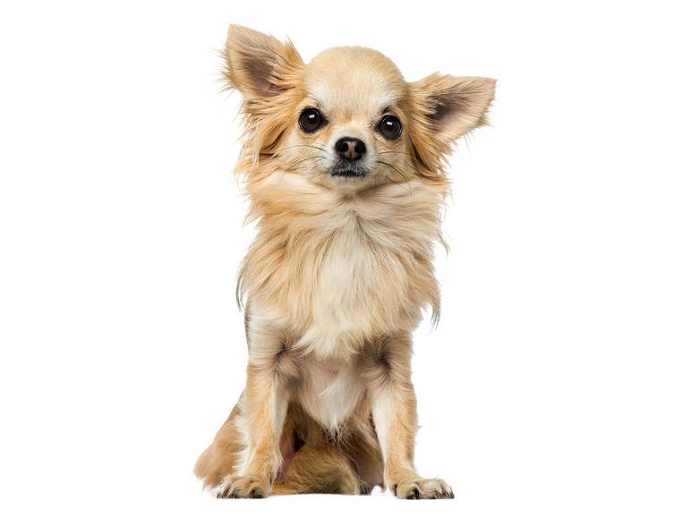 zoofari® Hundegeschirr, mit Zugkraftverteilung auf den Brustkorb Sonderangebot der Fabrik