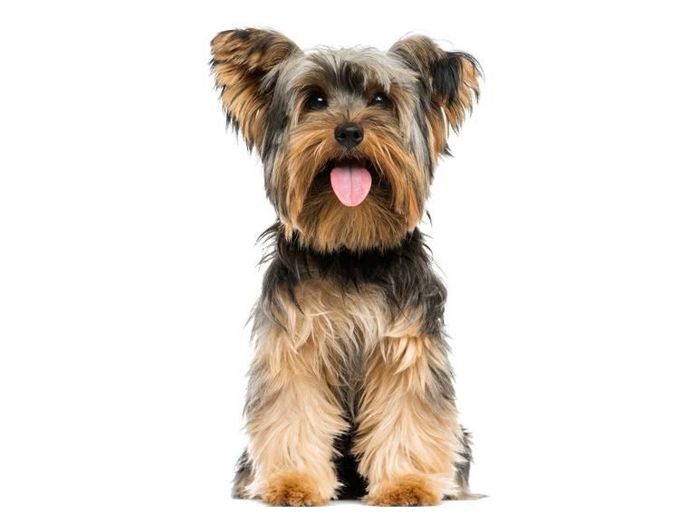 zoofari® Hundegeschirr, mit Zugkraftverteilung auf den Brustkorb Sonderangebot der Fabrik