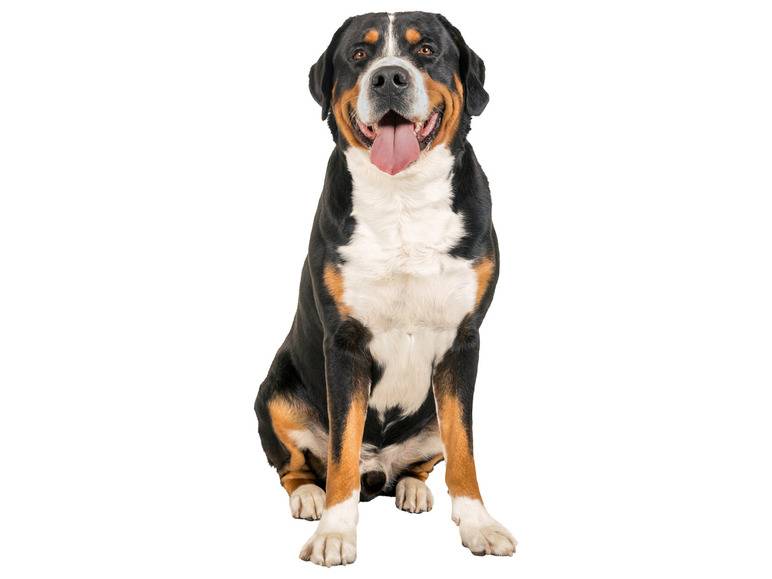 zoofari® Hundegeschirr, mit Klettstickern Bis zu 55% Rabatt