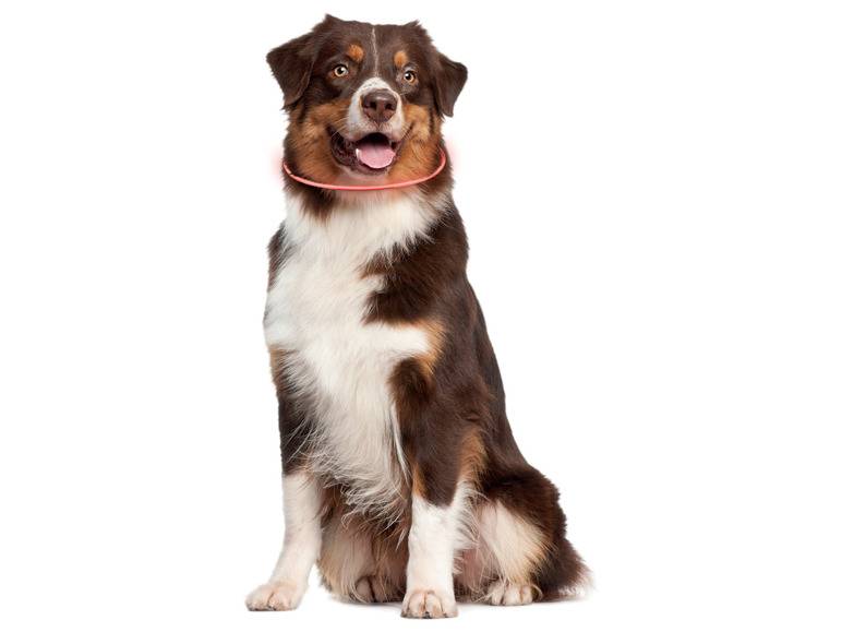 zoofari® LED-Leuchtschlauch Hundehalsband, mit 3 Leuchtfunktionen Rabatte dieses Monats