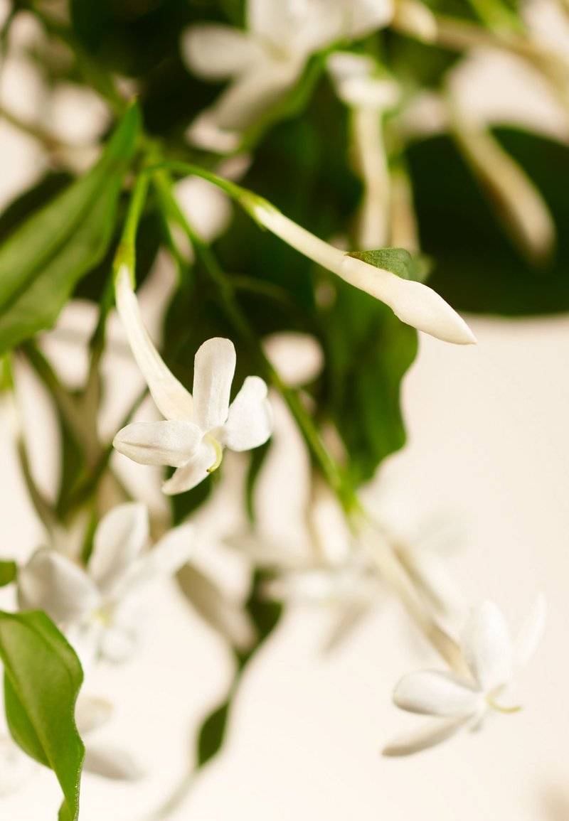 Rituals Rituals HOME PERFUME - SWEET JASMINE PRIVATE COLLECTION - FLORAL - Home fragrance Black Friday Preise